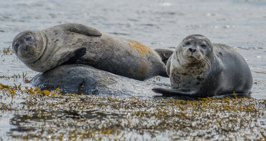 Two seals laying on a rock on a beach. Both are looking at the camera. 