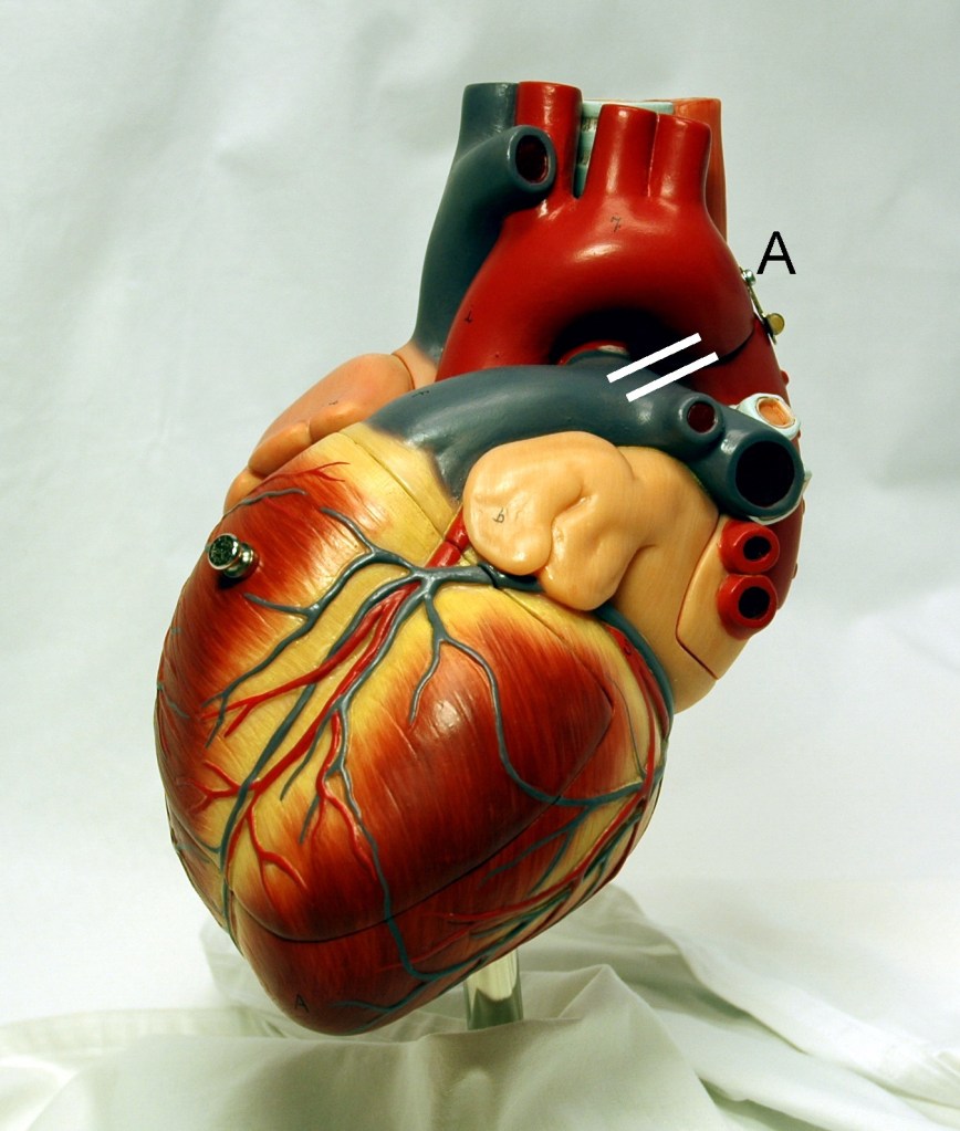 An anatomically correct heart that paramedics use to create anatomy and physiology study guides. 