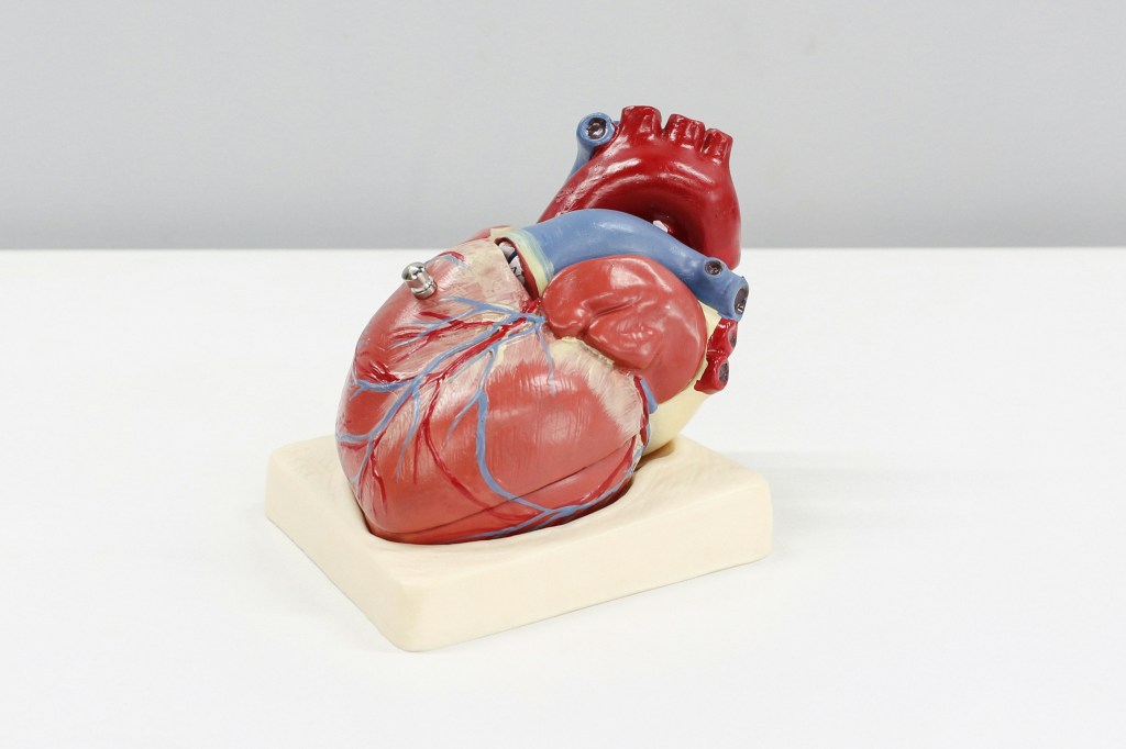 A Model heart sitting on a table for paramedics to study.