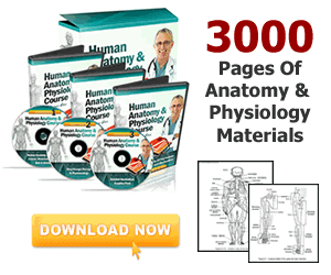 Human Anatomy and Physiology PDFs for&nbsp;Paramedics